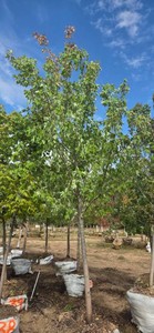 Red Maple - Ball & Burlap