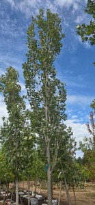 Armstrong Maple - Ball & Burlap