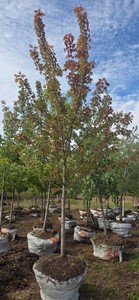 Autumn Blaze Maple - Ball & Burlap