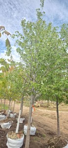 Sienna Glen Maple - Ball & Burlap