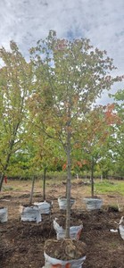 Sienna Glen Maple - Ball & Burlap