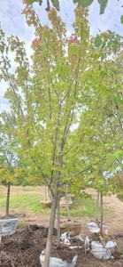 Autumn Blaze Maple - Ball & Burlap
