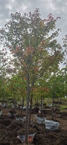 Sienna Glen Maple - Ball & Burlap