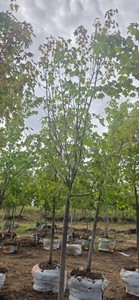 Red Maple - Ball & Burlap