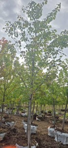 Red Maple - Ball & Burlap