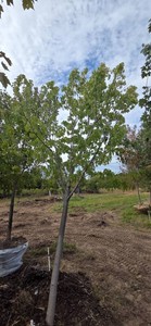 Firefall Maple - Ball & Burlap