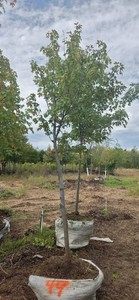 Red Maple - Ball & Burlap