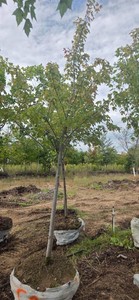 Red Maple - Ball & Burlap