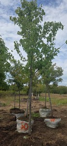 Red Maple - Ball & Burlap