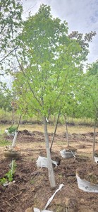 Red Maple - Ball & Burlap