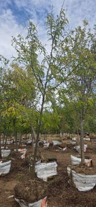 Skyline Honeylocust - Ball & Burlap