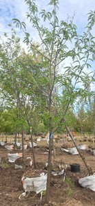 Skyline Honeylocust - Ball & Burlap