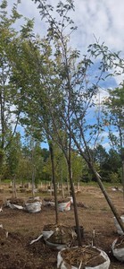 Skyline Honeylocust - Ball & Burlap