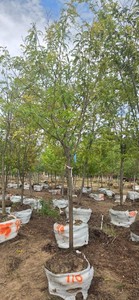 Skyline Honeylocust - Ball & Burlap