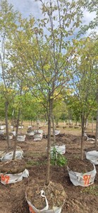 Japanese Lilac Tree - Ball & Burlap