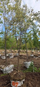 Japanese Lilac Tree - Ball & Burlap