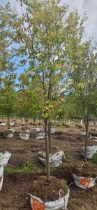Japanese Lilac Tree - Ball & Burlap