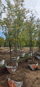Japanese Lilac Tree - Ball & Burlap