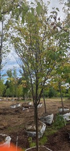 Japanese Lilac Tree - Ball & Burlap