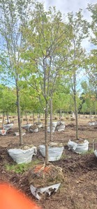Japanese Lilac Tree - Ball & Burlap