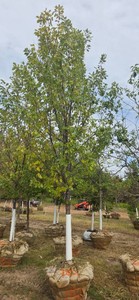 Heritage Oak