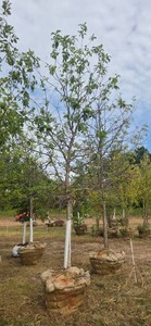 Swamp White Oak