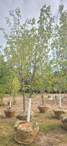 Heritage Oak