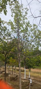 Swamp White Oak