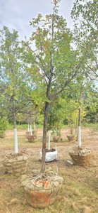 Bur Oak