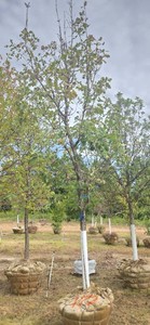Bur Oak - 2.5 Caliper