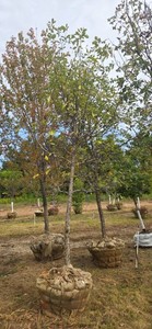 Swamp White Oak - 2.5 Caliper