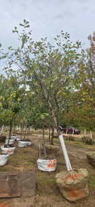 Swamp White Oak
