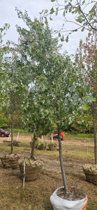 Sienna Glen Maple - Ball & Burlap