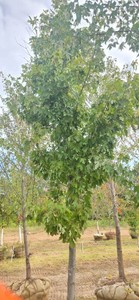 Autumn Blaze Maple - Ball & Burlap