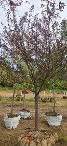 Prairifire Flowering Crabapple - Ball & Burlap