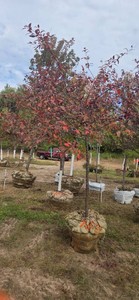 Prairifire Flowering Crabapple - Ball & Burlap