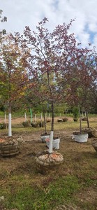 Prairifire Flowering Crabapple - Ball & Burlap