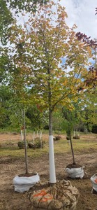 Sugar Maple - Ball & Burlap