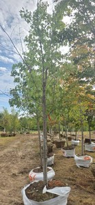 Autumn Blaze Maple - Ball & Burlap