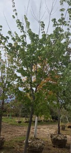 Autumn Blaze Maple - Ball & Burlap