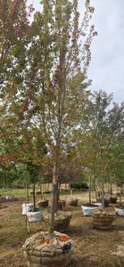 Autumn Blaze Maple - Ball &amp Burlap
