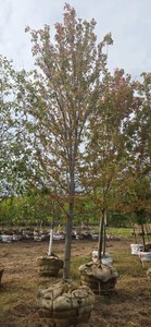 Autumn Blaze Maple - Ball & Burlap