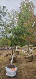 Northern Pin Oak