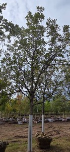 Swamp White Oak