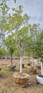 Swamp White Oak