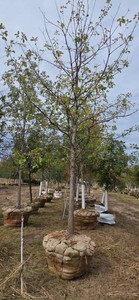 Swamp White Oak