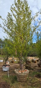 American River Birch - Ball &amp Burlap