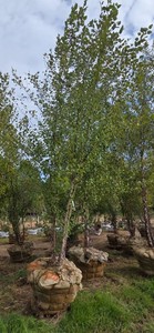 American River Birch - Ball &amp Burlap