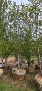 American River Birch - Ball & Burlap