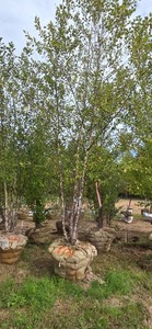 American River Birch - Ball & Burlap